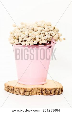 Closeup Of Bouquet Of Dried White Eriocaulon Henryanum Ruhle On Pink Bucket And Round Teak Wood