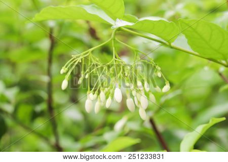 Closeup Of White Wrightia Religiosa Benth In The Garden