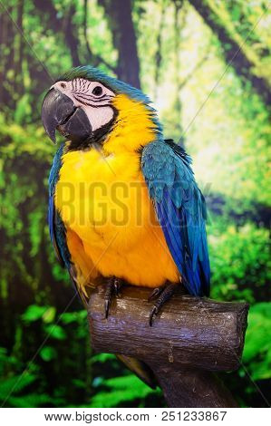 The True Parrots Are About 350 Species Of Colorful Flighted Hookbilled, Mostly Herbivorous Birds For