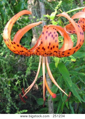 Tiger Lily