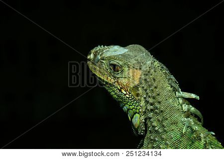 The Family Agamidae Is One Of Three Families Belonging To The Infraorder Iguania. Known As Dragons I