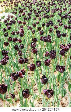 Top Of Big Dark Violet Andwhite Tulips In Hitachi Seaside Park