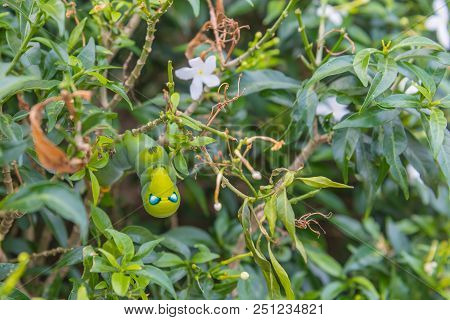 Image Of Butterfly Green Worm (leaf Eating Caterpillar ) On Tree.