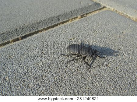 Lesser Stag Beetle (dorcus Parallelipipedus) Sitting On The Pavement. Detail