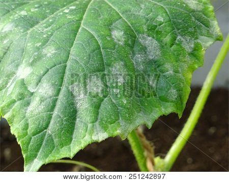Close Up Of Cucumber Leafs With White Powdery Mildew. Plant Disease