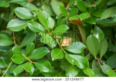 Evergreen Organic Green Guave Plant Tree, Psidium Guineense