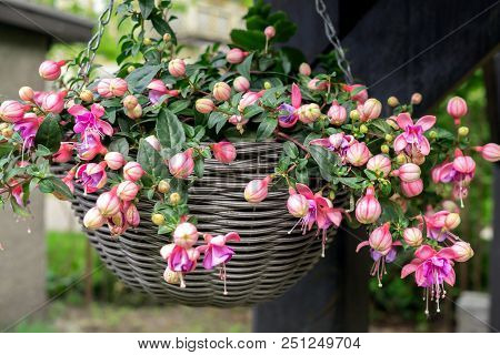 Beautiful Fuchsia Flowering Plants In Old Wicker Pot.