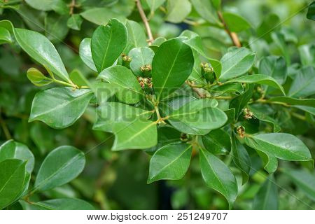 Evergreen Organic Green Guave Plant Tree, Psidium Guineense