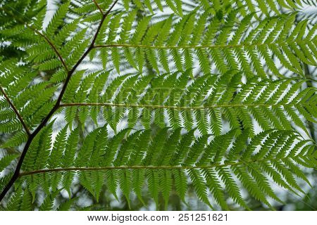 Lacy Tree Fern Leaves Abstract Full Frame Design, Low Angle View