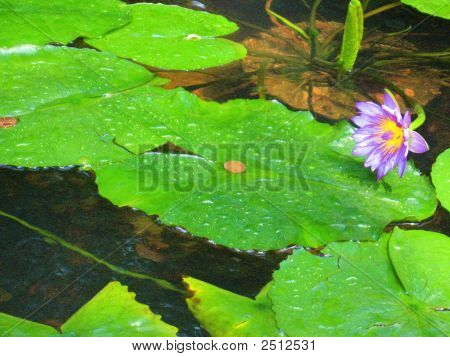 ดอกไม้ลอยสีม่วงทำให้เซนต์
