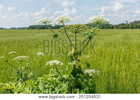 Cow Parsnip Blooms On A Meadow In Summer.