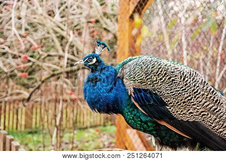 Beautiful Indian Peafowl - Pavo Cristatus - Posing In The Park. Beauty In Nature. Coloured Bird. Hea