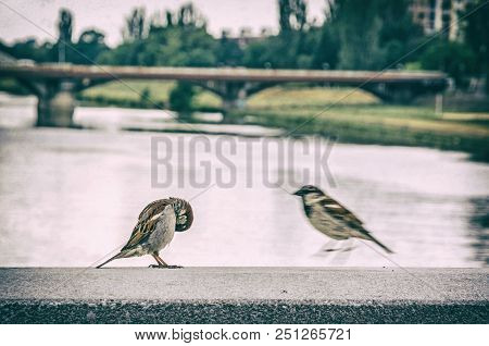 Sparrows In The City. Birds Scene. Analog Photo Filter With Scratches.