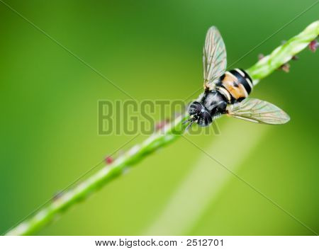 hoverfly