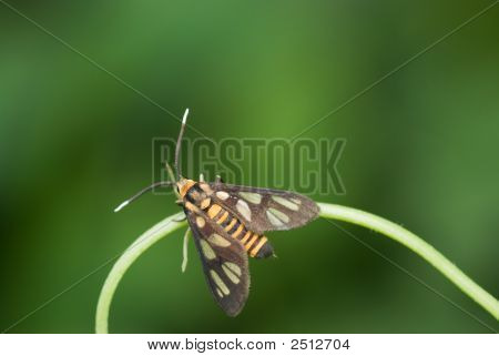 Tiger moth