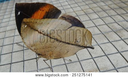 Kallima Inachus Formosana, Butterfly Leaf-shaped, Tropical Insect, Southeast Asia, Malaysia