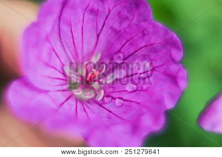 Purple Blooming Spiraea Salicifolia Flowers. Natural Background
