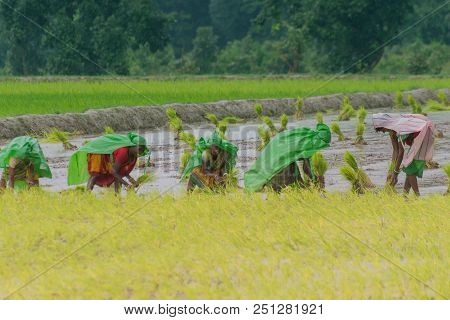 Purulia, West Bengal / India - 14th August 2017 : Indian Rural Women Are Busy Harvesting Paddy (rice