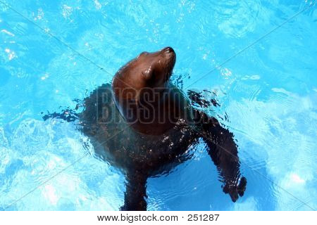 Sea Lion