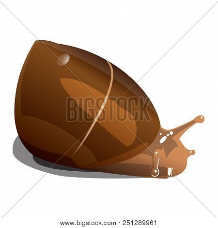Brown River Snail On White Background, Isolate