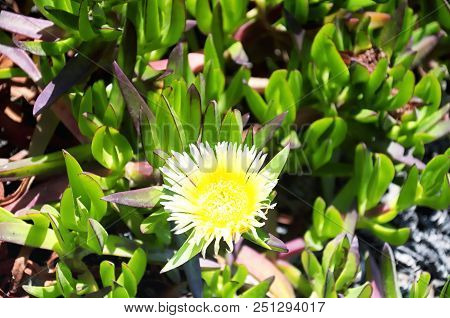 A Single Yellow Flower On The Fig-marigold  Or Ice Plant Along The Pacific Coast Highway In Malibu C
