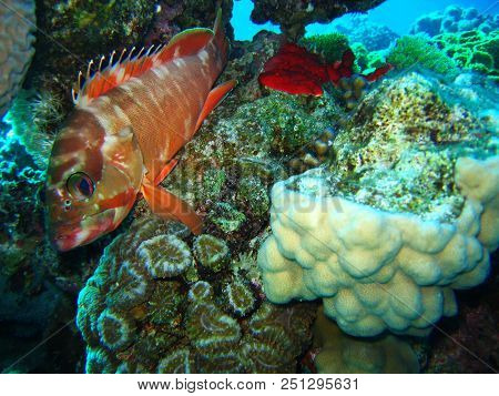 Underwater Photo, A View Of The Coral And Fish In The Red Sea In Israel
