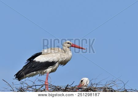 Stork Mutter Feeding The Little Baby In The Nest