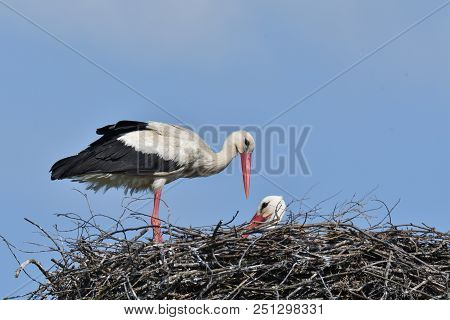Stork Mutter Feeding The Little Baby In The Nest