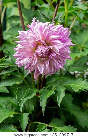 Dahlia White-pink Flower In The Garden. No Shadows. Nature.