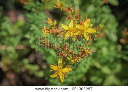 St. John's Wort Flowers In Summer
