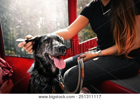 Portrait Of Beautiful Young Cute Australian Shepherd Mix With Brown Big Eyes Sitting In Cable Car Du