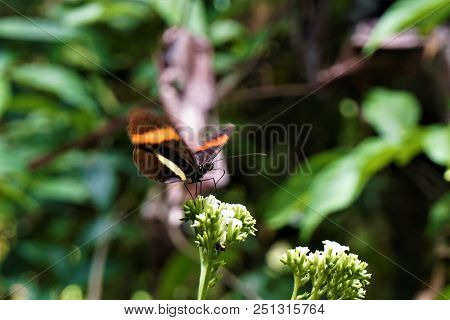 Postman Butterfly Spotted On Flower In Costa Rica