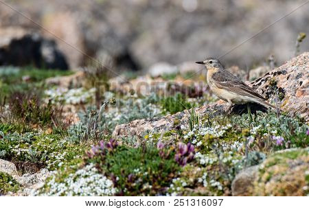 An American Pipit Foraging For Food In An Alpine Meadow