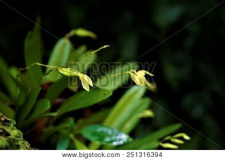 Unidentified Yellow Orchid Blossoms Spotten In The Secret Gardens, San Gerardo