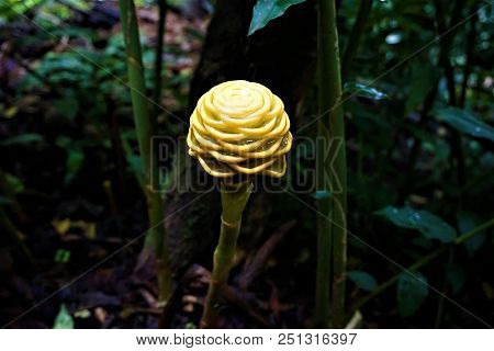 Yellow Blossom Of Behive Ginger Spotted In The Secret Gardens, San Gerardo