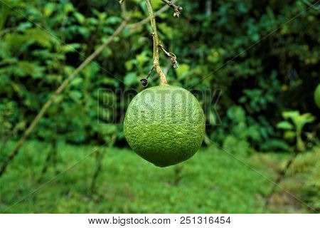 Fruit Hanging Lime Tree Spotted In The Secret Gardens, San Gerardo