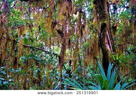 Tillandsia Usneoides Hanging From Trees In The Rain Forest