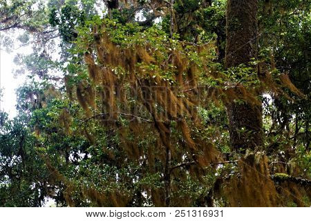 Tillandsia Usneoides Spotted In The Los Quetzales National Park, Costa Rica