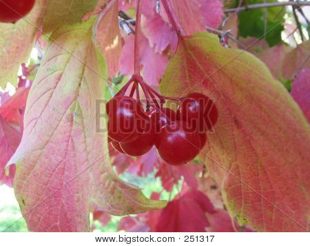 Guelder Rose Beeren