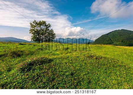 Tree On The Grassy Meadow In Mountains. Beautiful Scenery In Early Autumn. Wonderful Forenoon Weathe