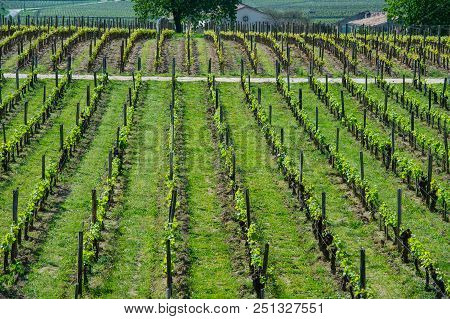 Vineyard At Sring Near Village Of Saint-emilion