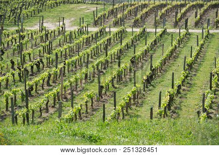 Vineyard At Sring Near Village Of Saint-emilion
