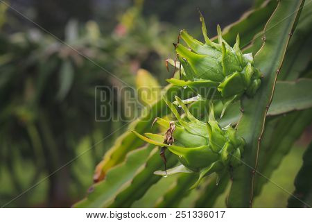 Dragon fruit on plant