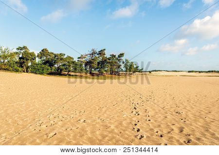 Desert-like Dutch Landscape With Yellow Drift Sand With Here And There A Few Pine Trees. It Is A Hot
