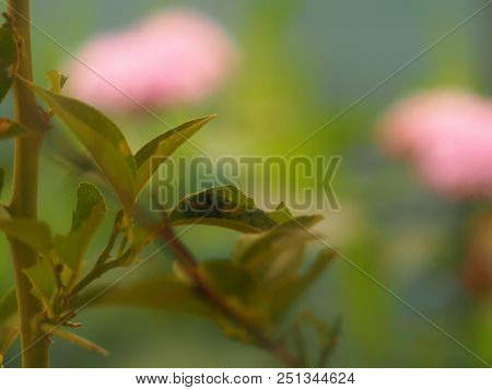 Photography Showing A Butterfly Chrysalys On A Leaf. The Photography Was Taken From The Village Of V