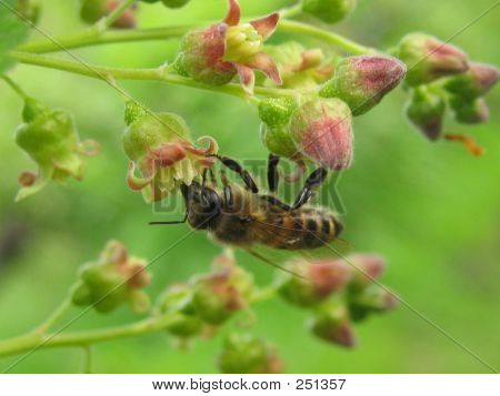 Biene auf die Blackberry-Blumen