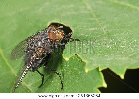 Home Fly (lat. Musca Domestica) Family Of True Flies (lat. Muscidae) On A Green Leaf