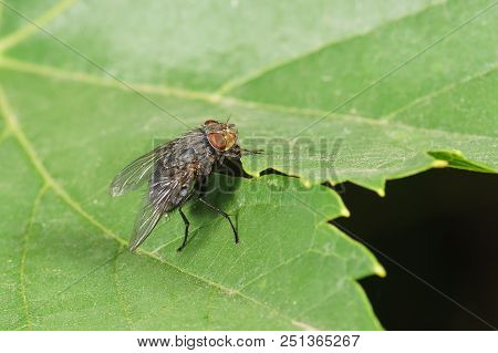 Home Fly (lat. Musca Domestica) Family Of True Flies (lat. Muscidae) On A Green Leaf