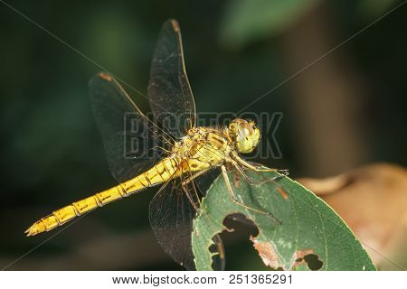 Yellow Dragonfly (sympetrum Flaveolum) On Pest-eaten Leaves Of The Canadian Irga