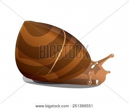 Brown River Snail On White Background, Isolate